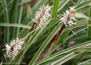 ©Gilbert de Jong Carex conica 'Snowline' - Zeggge