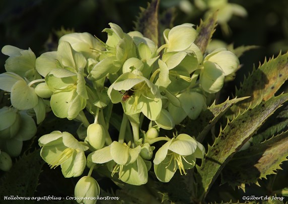 &#169;Gilbert de Jong Helleborus argutifolius - Corsicaanse kerstroos