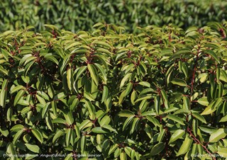 ©Gilbert de Jong Prunus lusitanica 'Angustifolia' - Portugese laurier