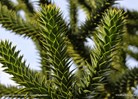 &#169;Gilbert de Jong Araucaria araucana - Apentreiteraar