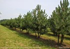 &#169;Gilbert de Jong Pinus nigra - Oostenrijkse den meerstammig Ebben boomkwekerij