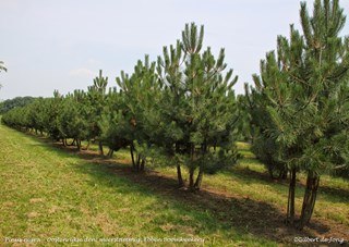 ©Gilbert de Jong Pinus nigra - Oostenrijkse den meerstammig Ebben boomkwekerij