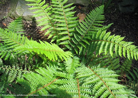 &#169;Gilbert de Jong Polystichum setiferum &#39;Dahlem&#39; - Naaldvaren