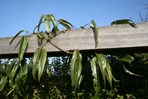 Clematis armandii