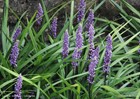 &#169;Gilbert de Jong Liriope muscari - Leliegras