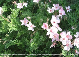Erodium chrysanthum 'Pink Form' - Reigersbek ©Gilbert de Jong Schetsservice
