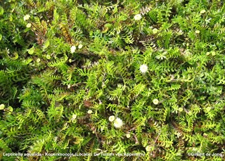 Leptinella squalida - Koperknoopje ©Gilbert de Jong Schetsservice
