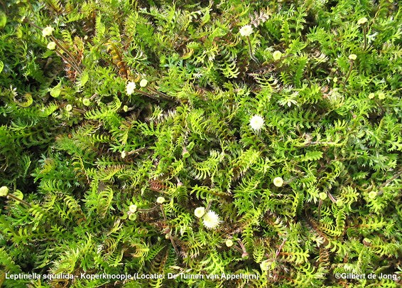 Leptinella squalida - Koperknoopje &#169;Gilbert de Jong Schetsservice